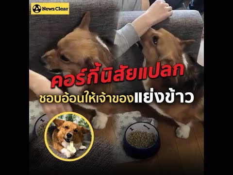 คอร์กี้สายโหด (เหรอ) ชอบอ้อนให้คนแย้งอาหาร