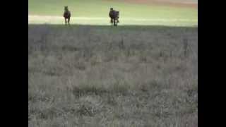 7.10.2013 Po Prichode K Ohrade