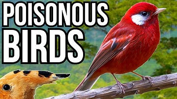 5 Burung Cantik yang Ternyata Beracun Secara Rahasia