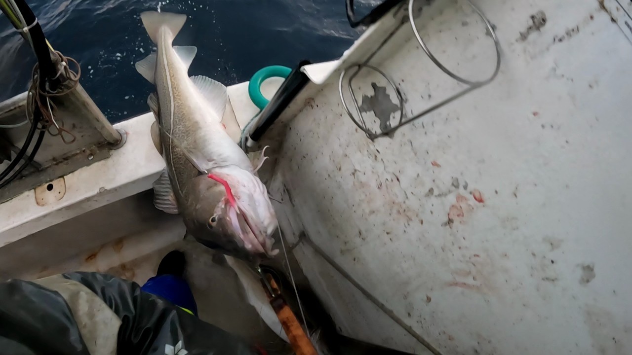 Juksa fiske utrenfor Sørøya. 3. sjøværet i 2026. Ny rekord, med levering over 100.000kr. Fantastisk