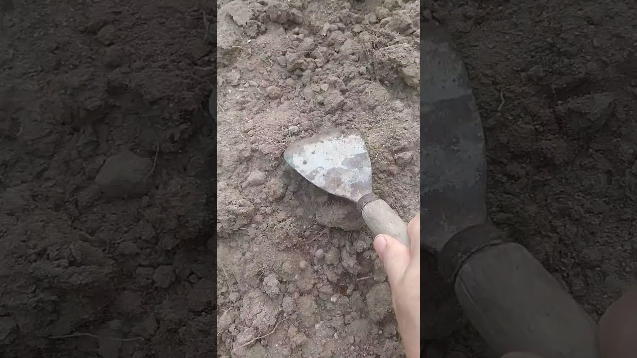 Keşniş toxumu əkdim  ( Как сажать кинзу семенами в открытом грунте )