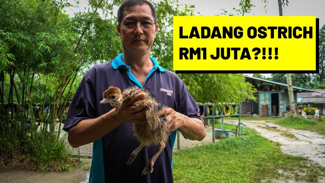 Ladang Ostrich RM1 Juta | Cara Ternak Burung Unta | Ostrich Wonderland