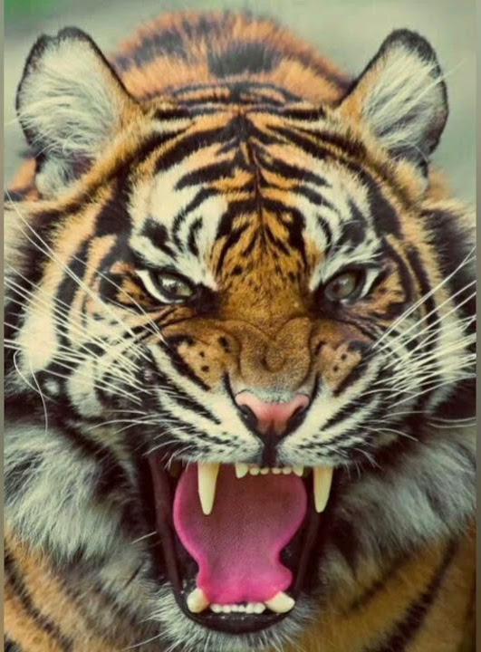 Alex and Rus song whatsapp status Tiger power 👍