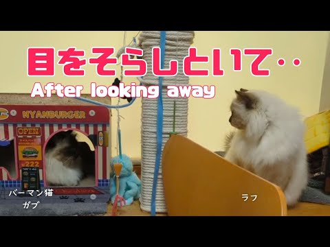 バーマン猫ガブとラフ【目をそらしといて‥】After looking away（バーマン猫）Birman/Cat