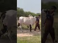Dera Ashraf Khan Mirwal Old beauties 2k25 Mash Allah #shorts #rawalpindi #fatehjangibulls  #animals