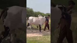 Dera Ashraf Khan Mirwal Old beauties 2k25 Mash Allah #shorts #rawalpindi #fatehjangibulls  #animals