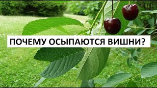 Почему осыпаются вишни?