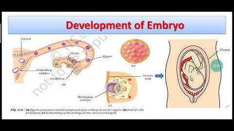 Reproduction in animals, part-4, Science chapter-9, class-8, NCERT
