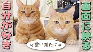 画面に映る自分に興味津々の猫に自分のYouTubeを見せてみた by ミルダーズハウス 110 views 1 year ago 5 minutes, 32 seconds