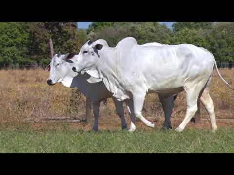 LOTE 51 | 41º MEGA LEILÃO ANUAL CARPA - FÊMEAS