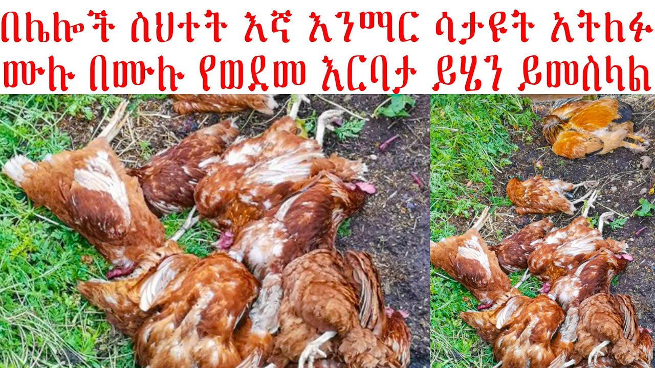 ሙሉ ለሙሉ የወደመ የዶሮ እርባታ ይሄን ይመስላል በሰው ስህተት እኛ እንማራለን አይታቹ አትለፉት