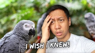 What I Wish I Knew Before Getting My African Grey Parrot | Vlog #881