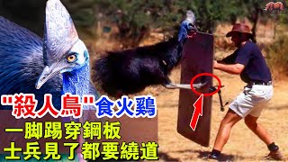 “殺人鳥”食火雞：一腳踢穿鐵板，以“S人而聞名”，還是恐龍的後代，它真的怎麼恐怖嗎？#牛哥说高能动物