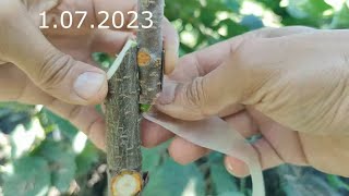 cherry grafting in the summer and a review comparison with similar