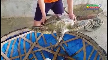 HàTĩnh: Thả rùa biển quý hiếm về với môi trường tự nhiên