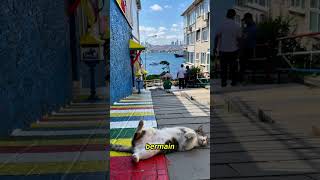 Di Istanbul, Kucing Hidup Bebas & Dicintai Semua Orang🐱 #cat #kucing #animals