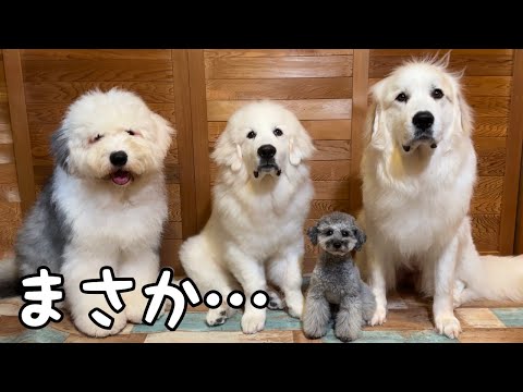 【嘘だろ…】ついに100kgを引き連れて散歩に行くことになっちゃいました汗|グレートピレニーズ&オールドイングリッシュシープドッグ&トイプードル