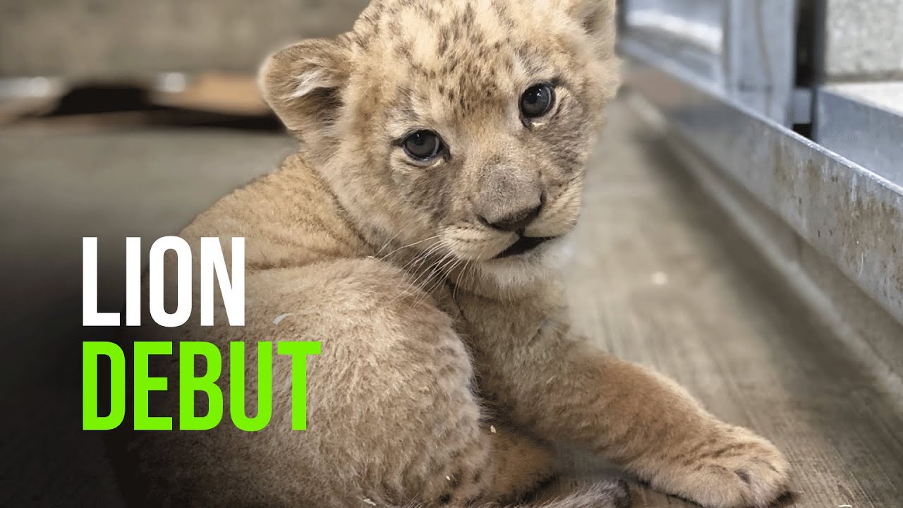 African Lion Cub Makes Debut at Lincoln Park Zoo - YouTube