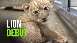 African Lion Cub Makes Debut at Lincoln Park Zoo