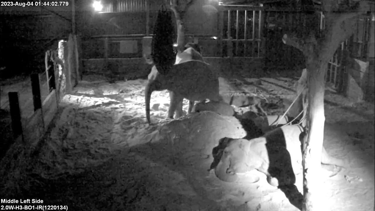 What do our elephants get up to at night? YouTube