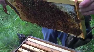 Splitting a honey bee hive too early with winter bees PART 1