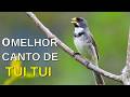 O MELHOR CANTO DE COLEIRO TUI TUI ZEL ZEL POR 10 HORAS