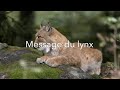 Message du lynx aux humains