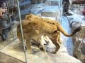 A Male Lion at the MGM Grand Lion Habitat - YouTube
