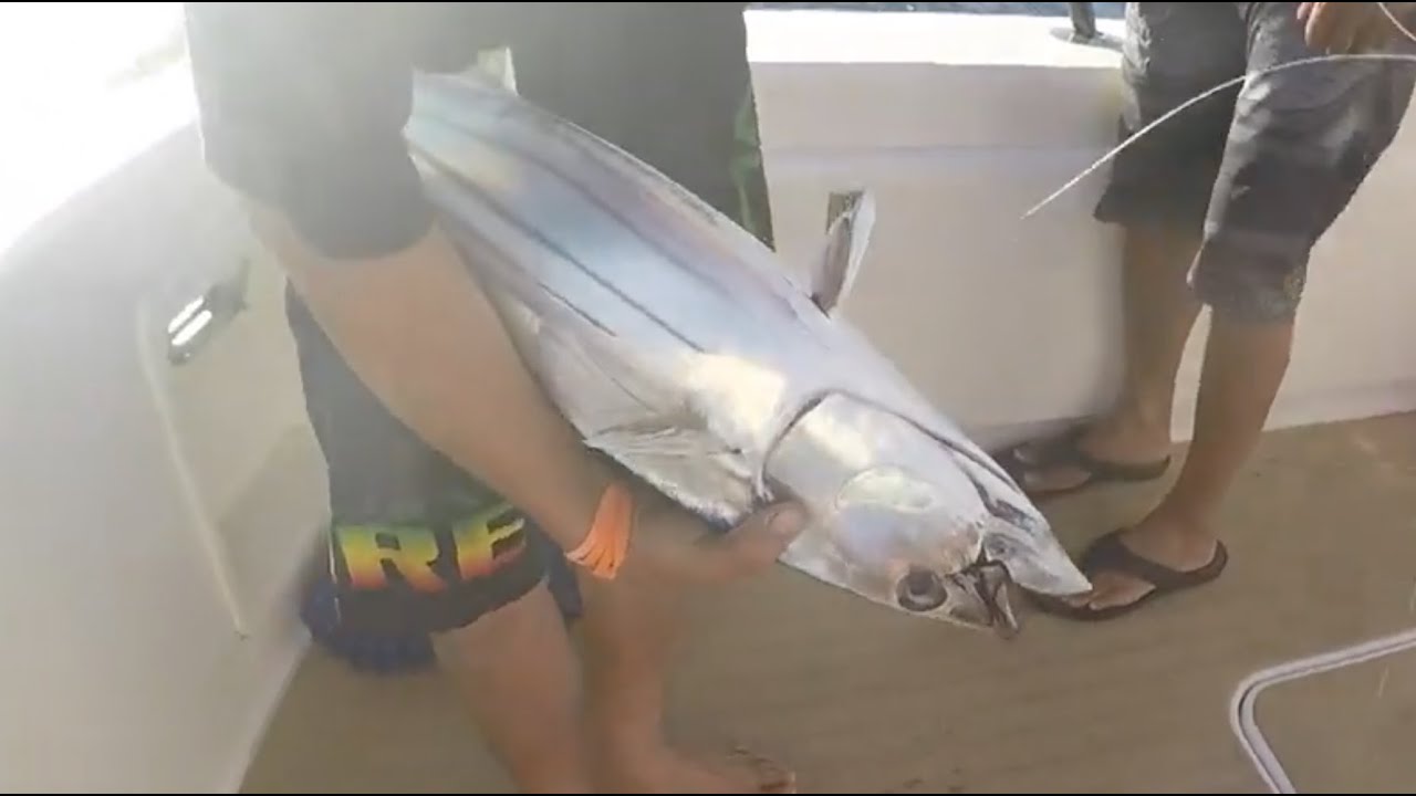 Big game fishing in Hawaii - Aku fishing - ahi fishing - Marlin