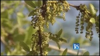 Fall Allergy Season