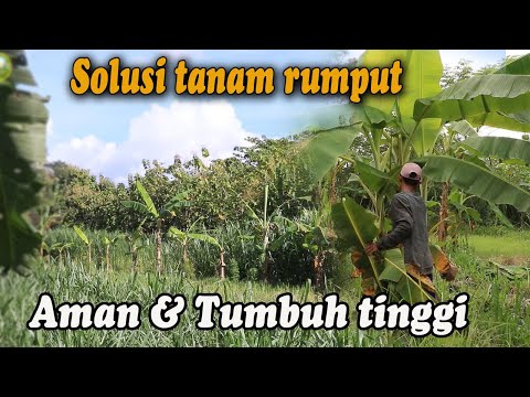 Video: Parterre Lawn: Apa Itu, Mengapa Mereka Memanggil Elit Dan Inggeris, Komposisi Dan Biji Campuran Rumput, Menyemai Dan Merawat