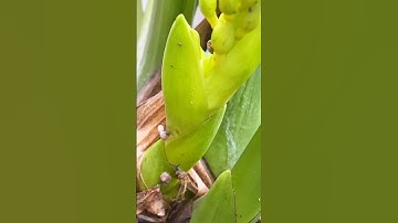 Cách Diệt Ốc Sên Trong Chậu Lan Sau Mưa Dầm | Mẹo Hay Cho Người Chơi Lan Không Thể Bỏ Qua! #short