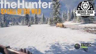 Medved Taiga Brown Bears COTW