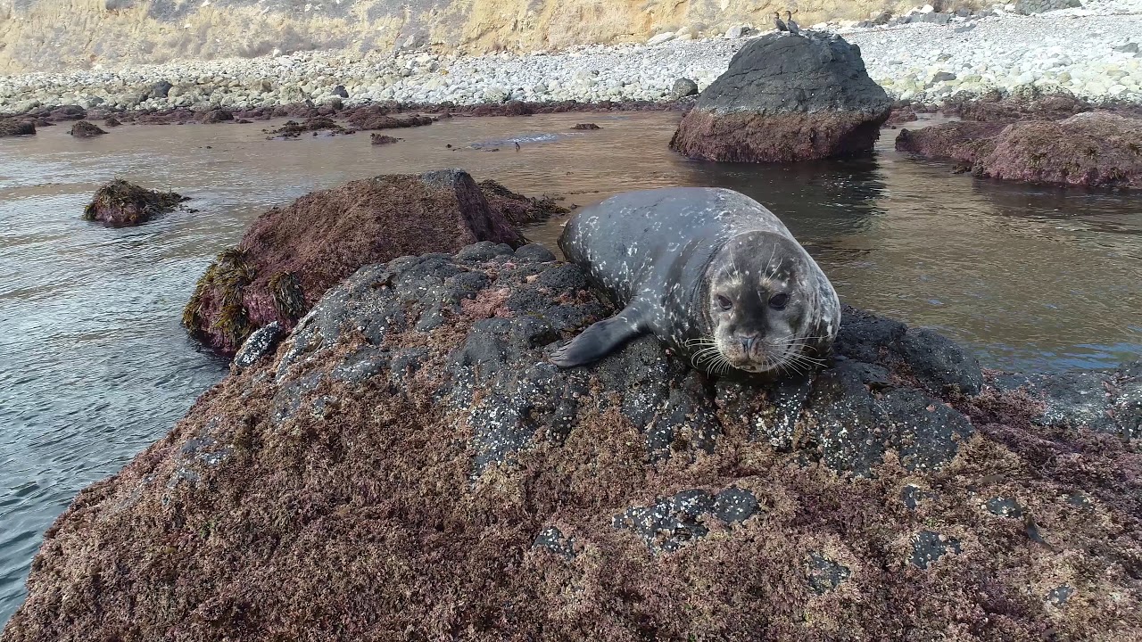 camera iphone 8 plus apk harbor seal Terranea