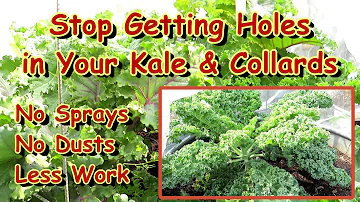 How to  Stop Getting Holes in Your Kale, Collards, Broccoli & Brassica Family Crops: Less Work!