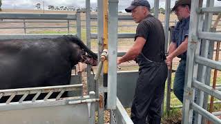 Using a Head Snare to Deliver a Live Calf