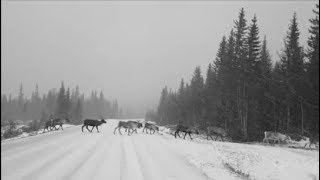 Sweden – my stereotyped video with reindeer
