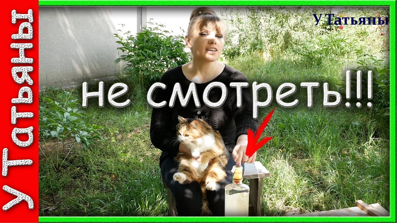 Слабонервным и Алкоголикам НЕ СМОТРЕТЬ!!! Самый кощунственный метод борьбы с ТЛЕЙ!