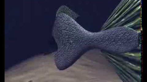 Underwater scene - 2013, 2do