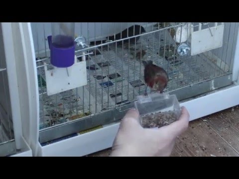 Чечевица обыкновенная самец (Carpodacus erythrinus) 04.01.2016