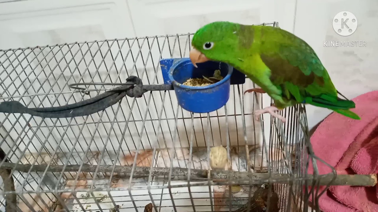 PERICOS VERDES ¿ QUE COMEN LOS PERICOS VERDES ? ALPISTE SEMILLAS GIRASOL FRUTAS TIPS YouTube PERICOS VERDES ¿ QUE COMEN LOS PERICOS VERDES ? ALPISTE SEMILLAS GIRASOL FRUTAS TIPS YouTube