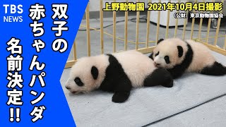 【名前決定】上野動物園 双子の赤ちゃんパンダ　「シャオシャオ」と「レイレイ」に(10月4日撮影)