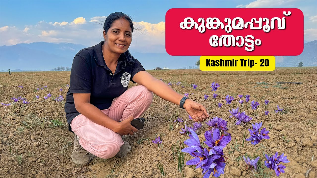 Saffron orchard and apple loading in Kashmir | Kashmir Trip 03 | EP -  20 | Jelaja Ratheesh |