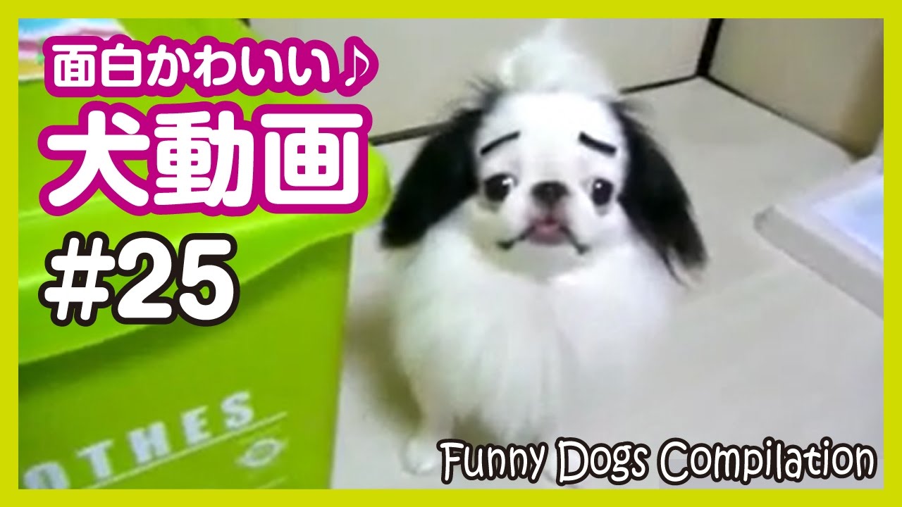 面白わんちゃん 爆笑 おもしろかわいい犬動画まとめ25 Funny Dogs Youtube