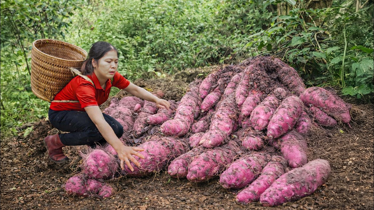 Harvesting Rare Wild Purple Yams in Deep Forest | Ancient Clay Pot Village Stew