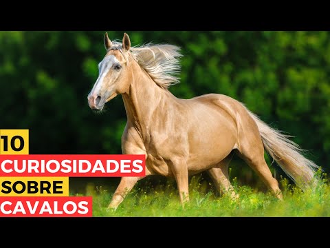 10 CURIOSIDADES FASCINANTES SOBRE CAVALOS QUE VOCÊ PROVAVELMENTE NÃO CONHECIA