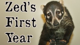 Zed the Coatimundi's First Year:  Happy Birthday, Zed! by NanaBorderCollie 48,845 views 7 years ago 15 minutes