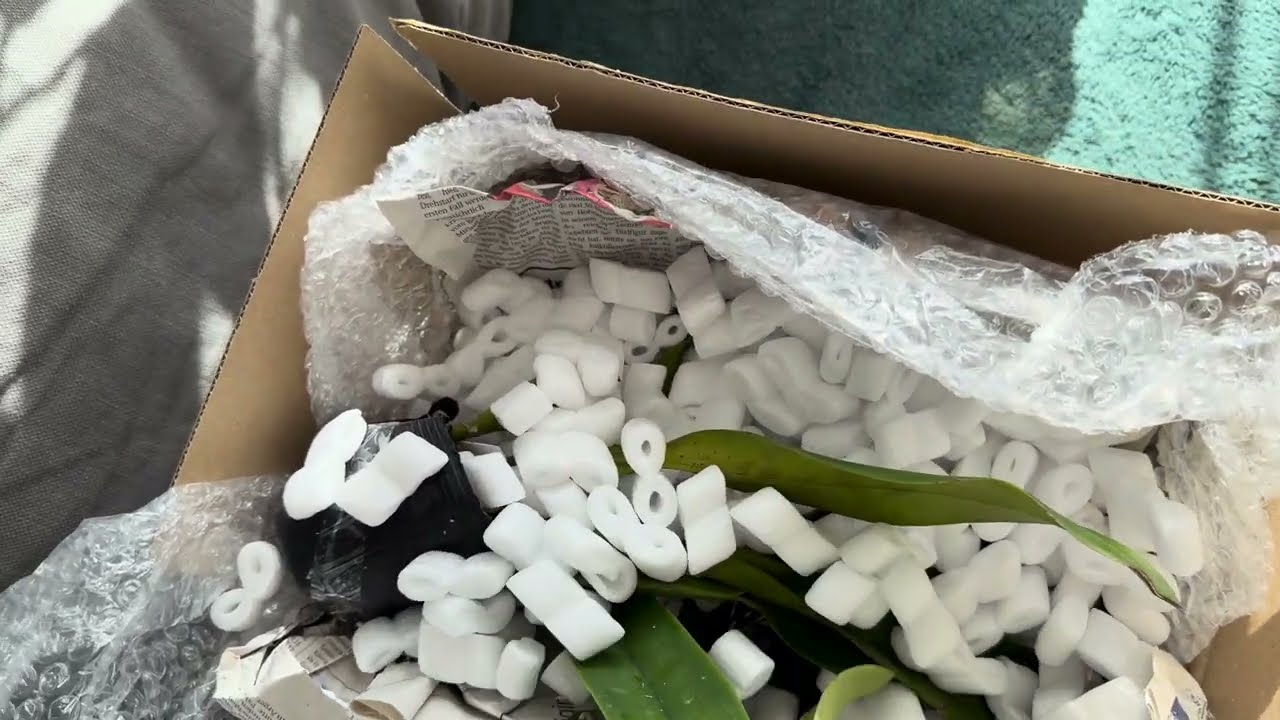 Ура! Открываю сезон посылок!#orchid #flowers #plants #cattleya 