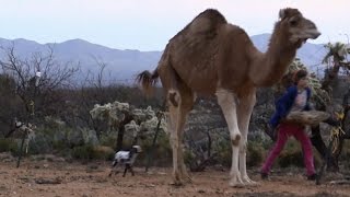 Running With Camels