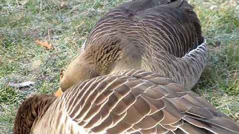 London HD (add &fmt=22 to url) 34